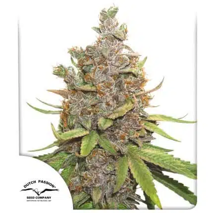 Glueberry OG Auto | Dutch Passion | FEM Autoflower Seeds
