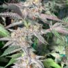 IN HOUSE GENETICS - FIERCE ANIMAL STRAIN - FEM PHOTO - Image 2