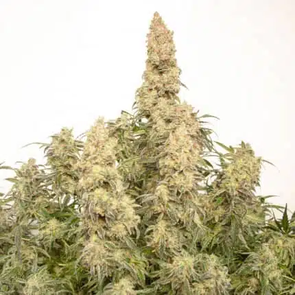 Orange Bud Auto