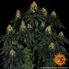 BARNEY'S FARM - SKYWALKER OG STRAIN - AUTO FEM - Image 4