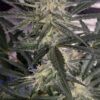 TASTEBUDZ - HASH CAKE STRAIN - FEM PHOTO - Image 2