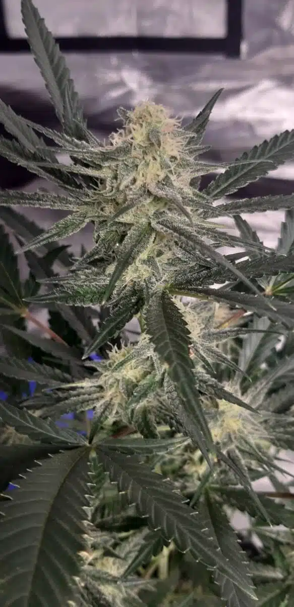 HASH CAKE STRAIN