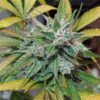 JINXPROOF GENETICS - GAME ON STRAIN - REG PHOTO - 12 PACK - Image 3