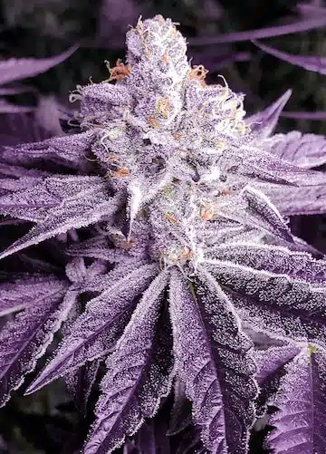Lilac OG BX1 | Ethos Genetics | REG Photoperiod Seeds