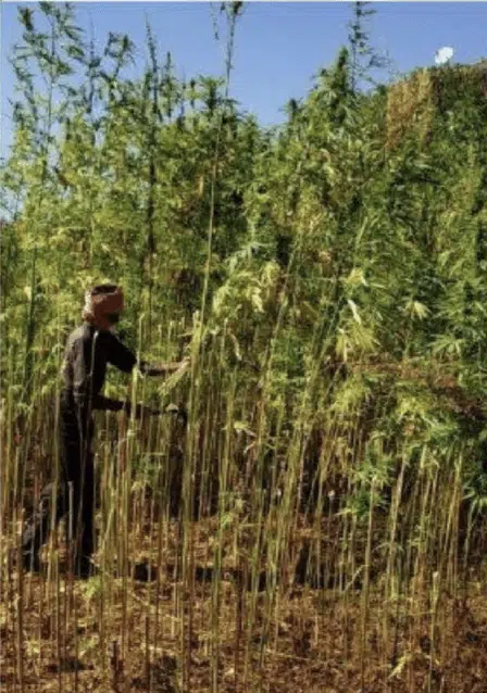 TRIDENT SEEDS - CHAMPAWAT GENERAL POPULATION STRAIN - REG PHOTO