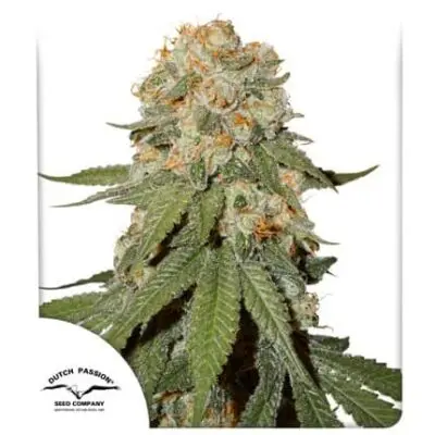 Orange Bud | Dutch Passion | FEM Photoperiod Seeds