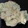 TWENTY20 MENDOCINO - BUBBAWHIP STRAIN - FEM PHOTO - Image 8