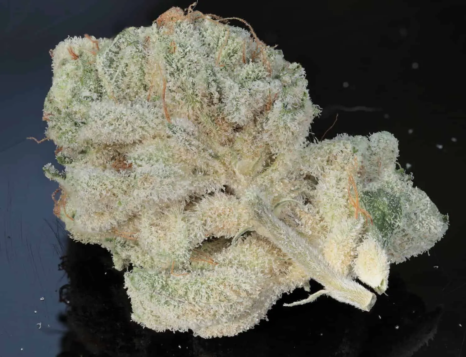 TWENTY20 MENDOCINO – BUBBAWHIP STRAIN – FEM PHOTO