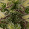 SEED STOCKERS - GIRL SCOUT COOKIES AUTO STRAIN - AUTO FEM - Image 2