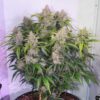 DUTCH PASSION - SKYWALKER HAZE - AUTO FEM - Image 5