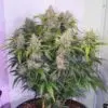 9f8225 Mv2