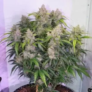 9f8225 Mv2