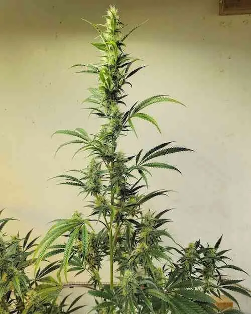 Ethos Haze IBL | Ethos Genetics | FEM Photoperiod Seeds