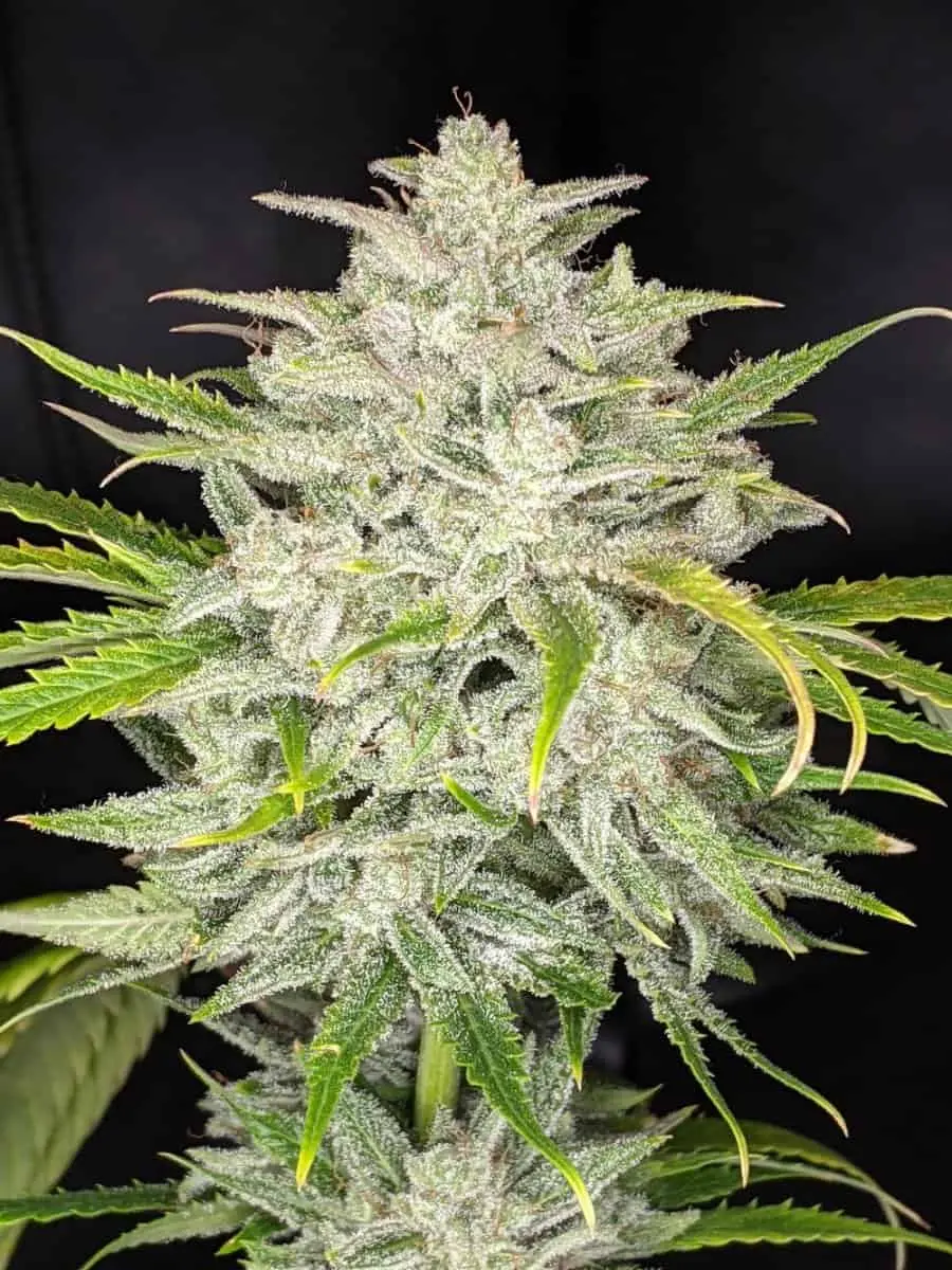 TWENTY20 MENDOCINO – TRIKS STRAIN – AUTO FEM