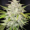 TWENTY20 MENDOCINO - TRIKS STRAIN - AUTO FEM - Image 5