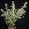 MAGIC STRAINS - BUBBA TROUBLE F4 STRAIN - AUTO FEM - 5 PACK - Image 5