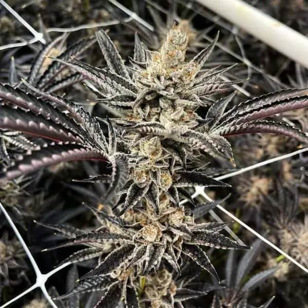 Fritter Glitter | Exotic Genetix | FEM Photoperiod Seeds