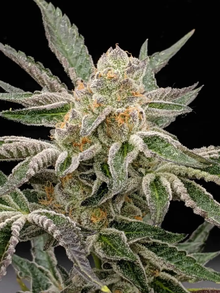TWENTY20 MENDOCINO - PRE 98 BUBBA S1 STRAIN - FEM PHOTO