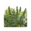 DUTCH PASSION - HOLLANDS HOPE - FEM PHOTO - Image 2