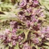 SPEEDRUN SEEDS - POUND DAWG F4 STRAIN - AUTO FEM - Image 3