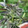 JINXPROOF GENETICS - ITS FIRE F2 STRAIN - REG PHOTO - 12 PACK - Image 3