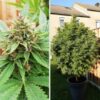 DUTCH PASSION - DURBAN POISON - FEM PHOTO - Image 3