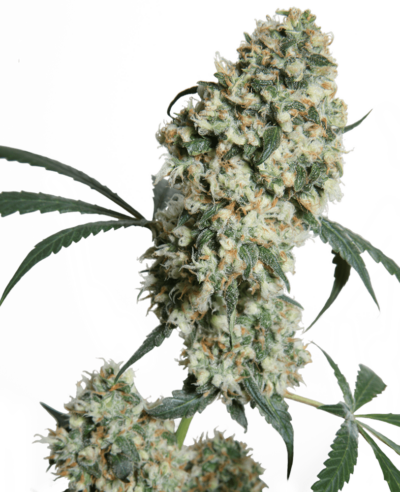Cannabis image