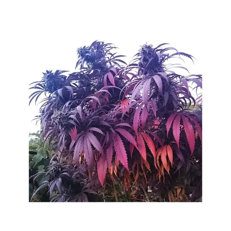 Bubba Island Kush