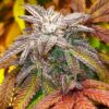 JINXPROOF GENETICS - HASHGOOBERRY F2 STRAIN - REG PHOTO - 12 PACK - Image 7