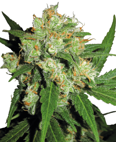 Image of a cannabis plant