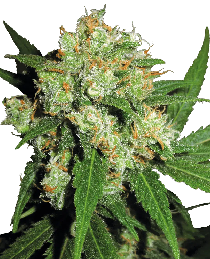 Image of a cannabis plant