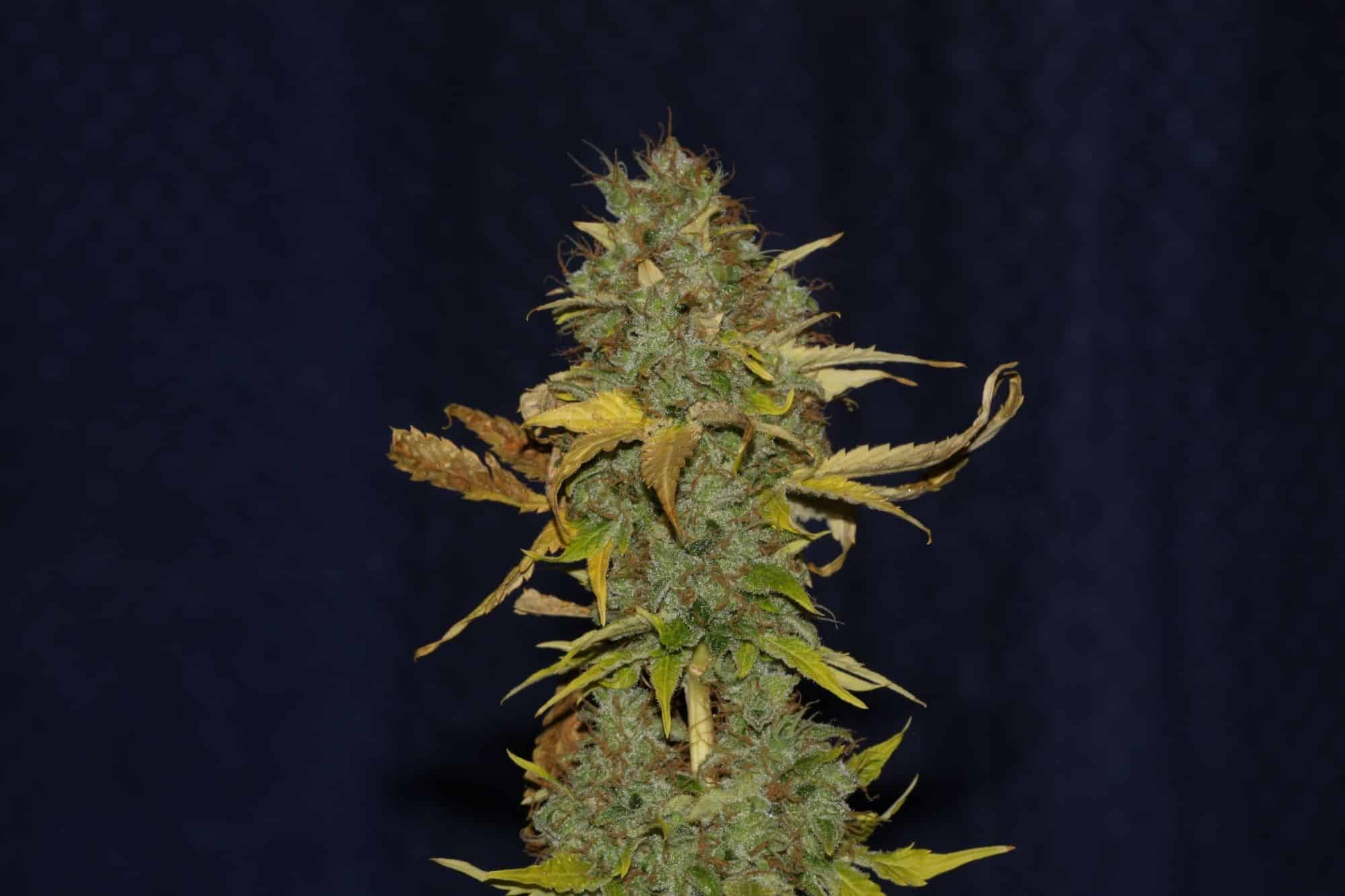 SEEDSMAN WHITE WIDOW FAST STRAIN FEM PHOTO Multiverse Beans Seed Bank