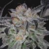 TWENTY20 MENDOCINO - BUBBAWHIP STRAIN - FEM PHOTO - Image 10