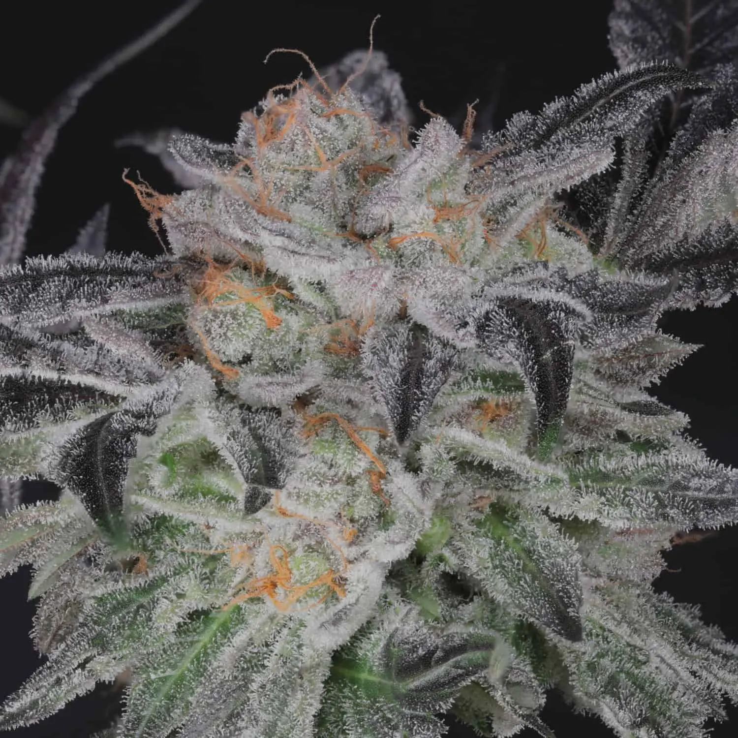 TWENTY20 MENDOCINO – BUBBAWHIP STRAIN – FEM PHOTO