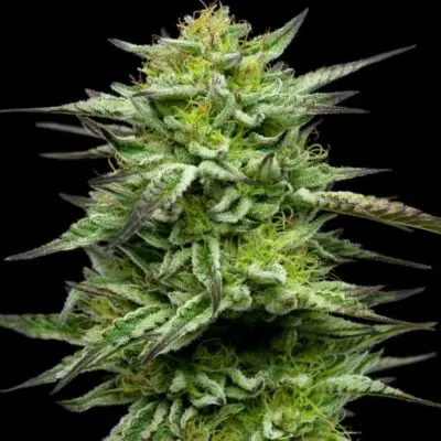 Mountaintop Mint | Humboldt Seed Co | FEM Photoperiod Seeds