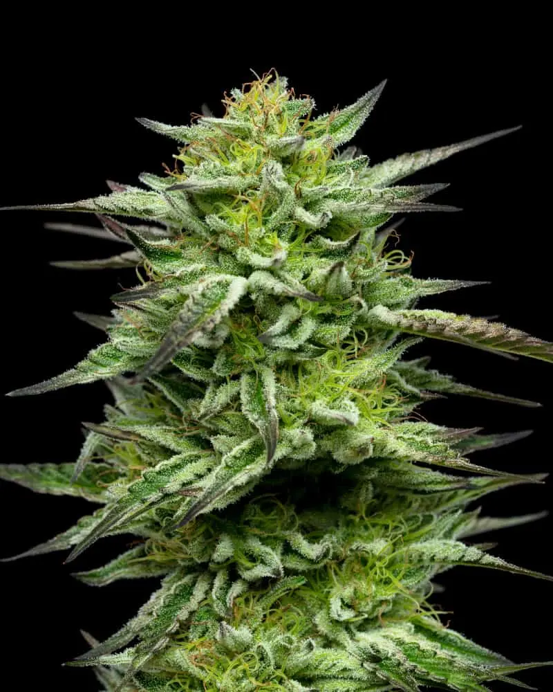 Mountaintop Mint | Humboldt Seed Co | FEM Photoperiod Seeds