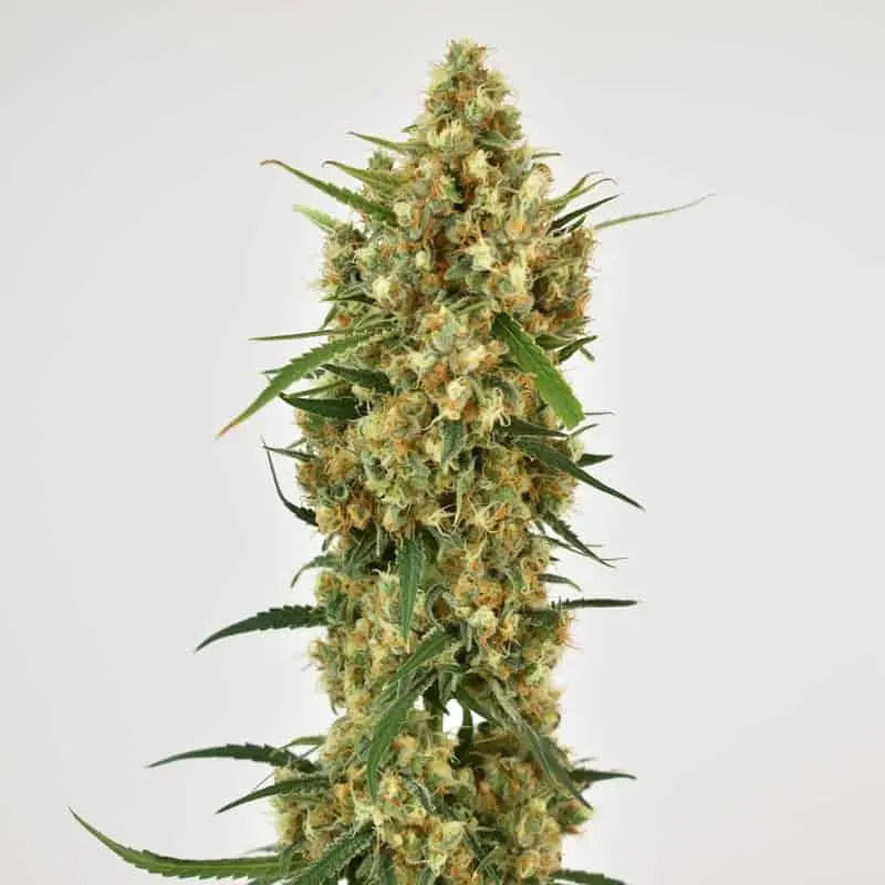 Snowbud