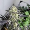 IN HOUSE GENETICS - BANANIUM STRAIN - FEM PHOTO - Image 3