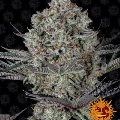 Dos Si Dos 33 | Barney's Farm | FEM Photoperiod Seeds