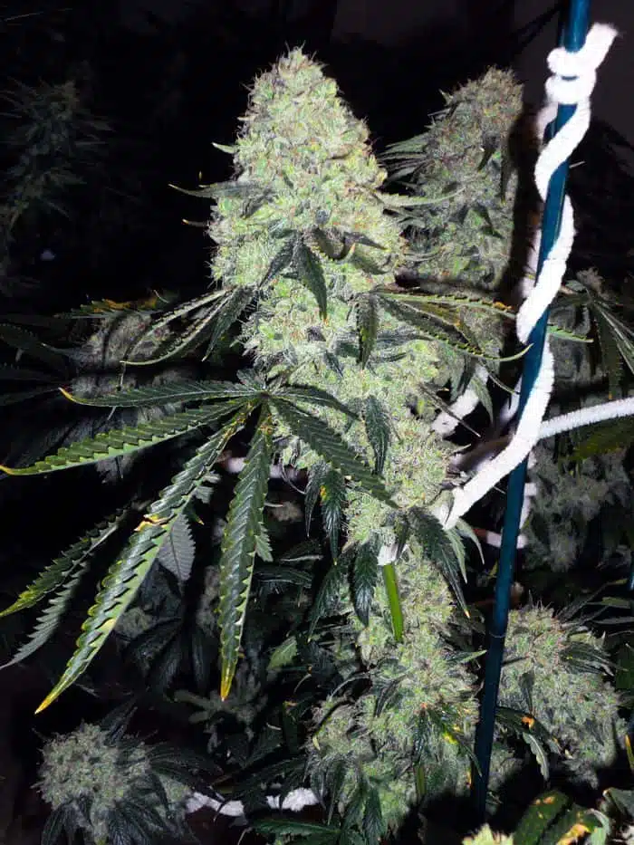 Deadhead OG | Cali Connection | FEM Photoperiod Seeds
