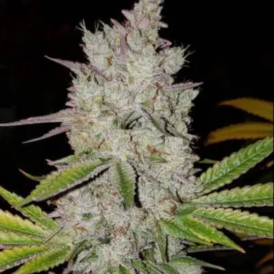 Lilac Diesel Auto RBX2 | Ethos Genetics | FEM Autoflower Seeds