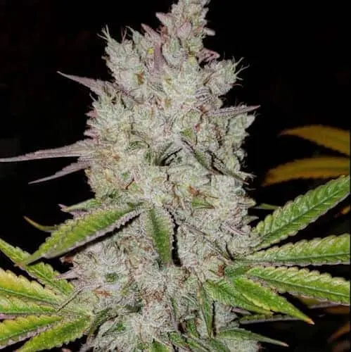 Lilac Diesel Auto RBX2 | Ethos Genetics | FEM Autoflower Seeds