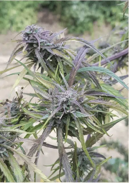 TRIDENT SEEDS - PANAUTI STRAIN - REG PHOTO