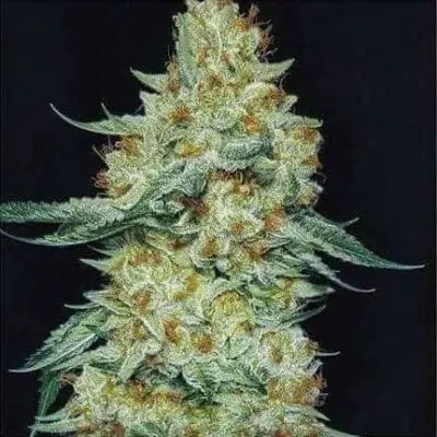 Member Berry RBX1 | Ethos Genetics | FEM Photoperiod Seeds
