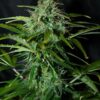 SEEDSMAN - AMNESIA STRAIN - REG PHOTO - 10 PACK - Image 2