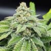 TWENTY20 MENDOCINO - MADE OF HONOR STRAIN - FEM PHOTO - Image 3