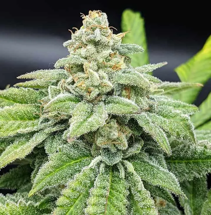 TWENTY20 MENDOCINO – MADE OF HONOR STRAIN – FEM PHOTO