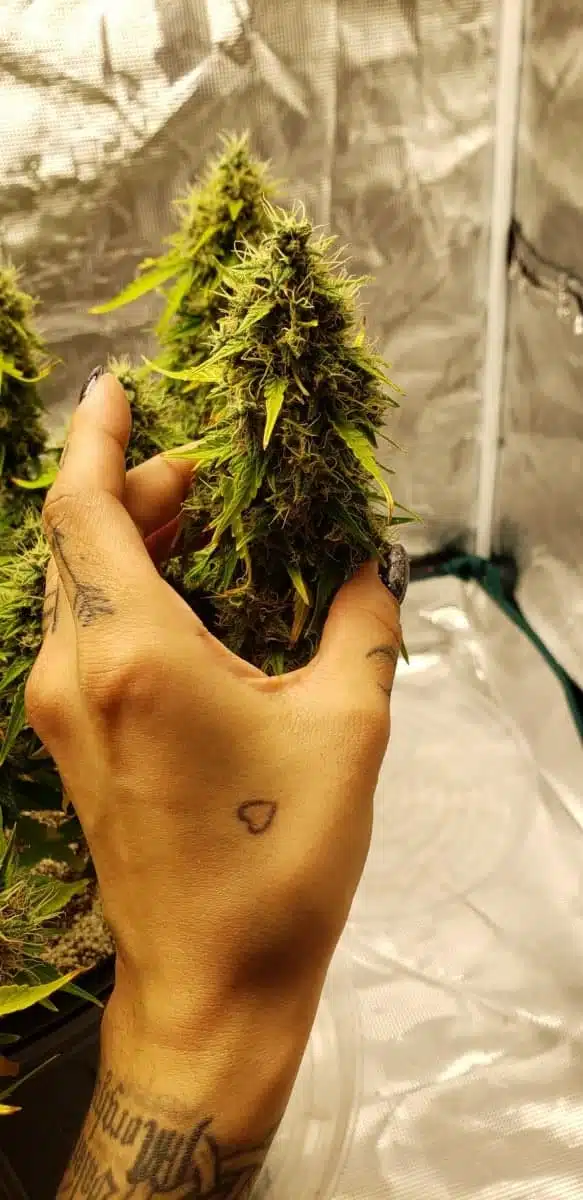 TASTEBUDZ – LEMON MERINGUE STRAIN – AUTO FEM