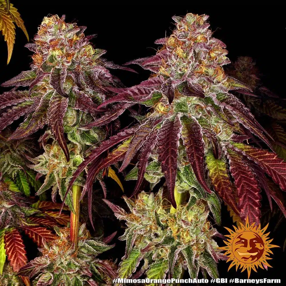 Mimosa X Orange Punch Auto