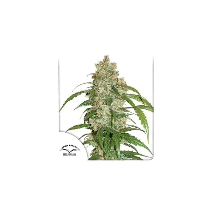 CBD White Widow Auto | Dutch Passion | FEM Autoflower Seeds